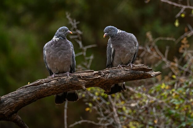 Paire de pigeons ramiers perchés sur la branche d'un arbre sec