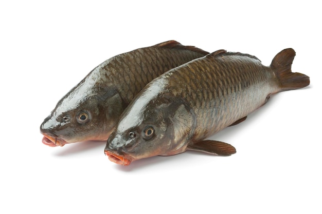 Une paire de poissons de carpe frais et crus isolés sur un fond blanc