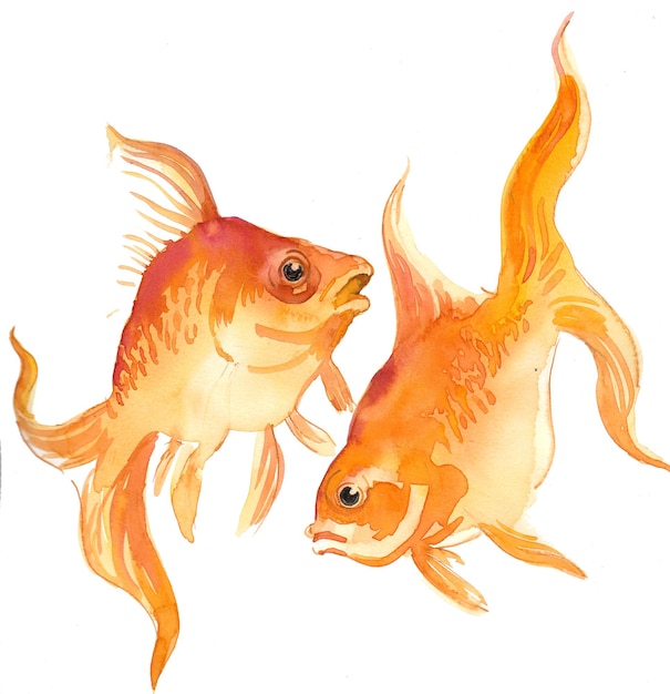 Paire de poissons dorés. peinture à l'aquarelle