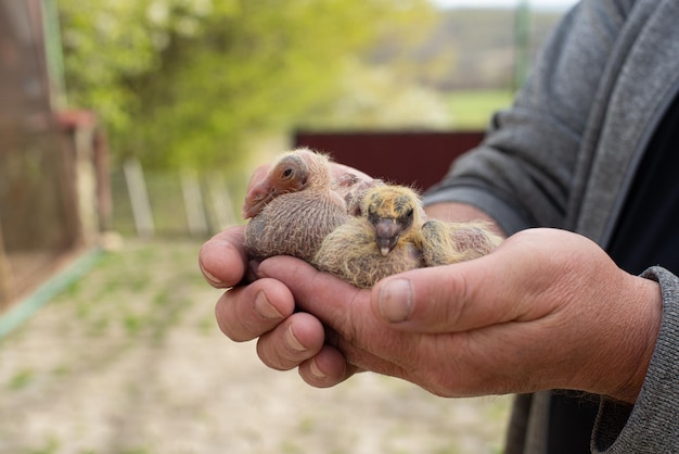 Une paire de poussin de pigeon dans une main plus fantaisiste