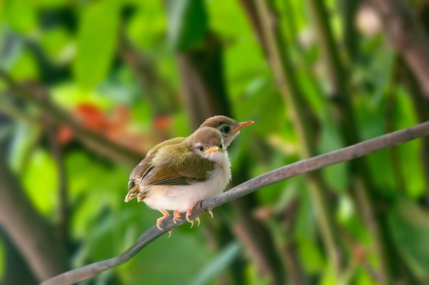 Paire de poussins tailleurs communs sur une branche d'arbre