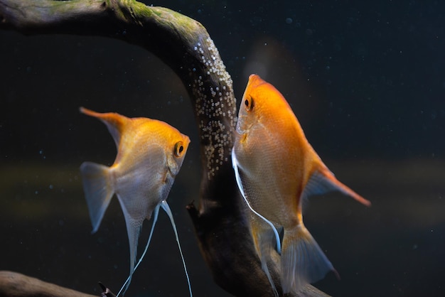 Photo une paire de pterophyllum scalare dorés dans un aquarium pond ses œufs