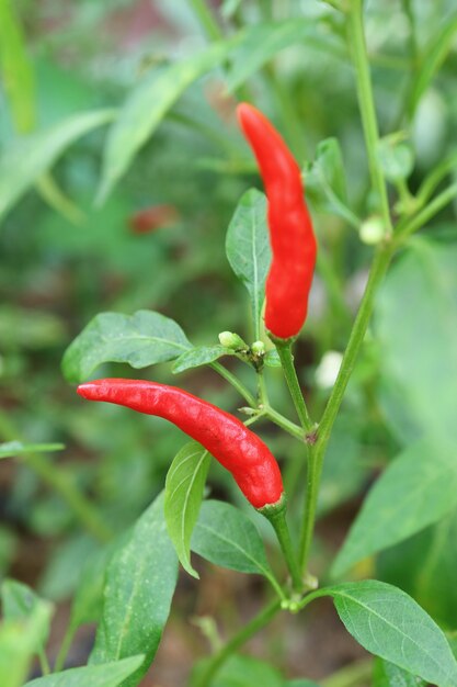 Paire de Red Ripe Birds Eye Chili ou piments thaïlandais poussant sur l'arbuste