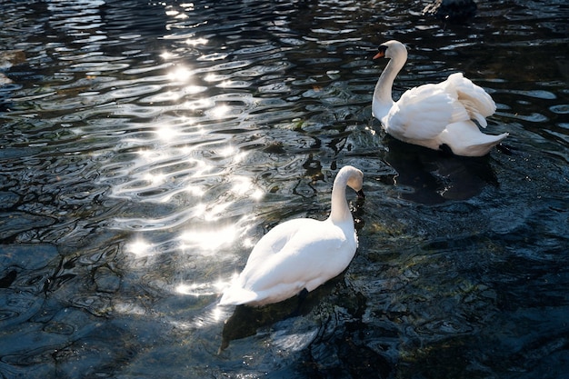 Une paire romantique de cygnes blancs flotte sur l'eau bleue du lac