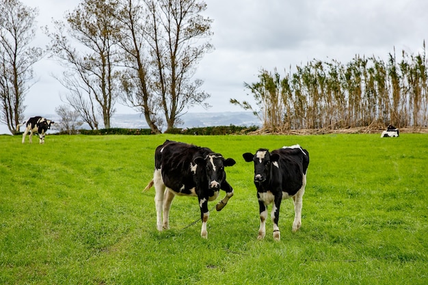 Une paire de vaches sur un pré vert.