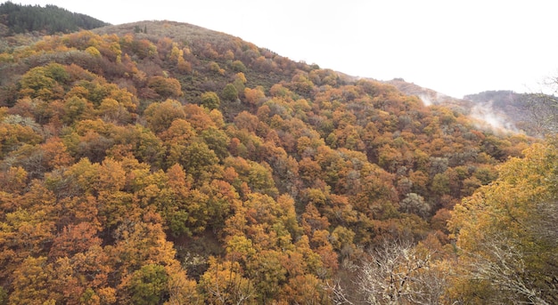 Paisagem de Outono com arvores caducifolias e montanhas Espaco de copia