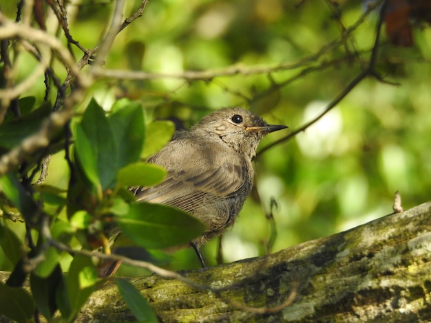 Un pajarito sobre la rama de un arbol reverdecido