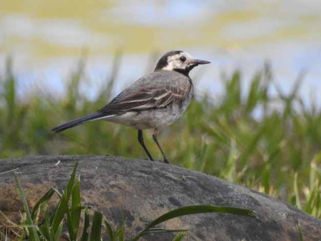 Photo un pajaro aguanieves