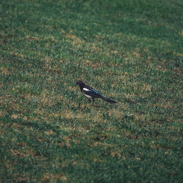 Pájaro descansando en el césped de un parque