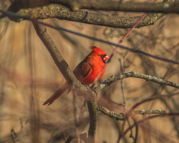 Photo pajaro parado et rama de arbol seco