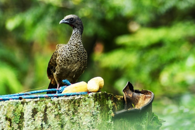 Pajaros