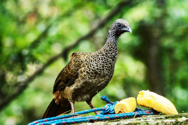 Pajaros