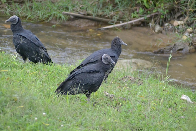 Pajaros