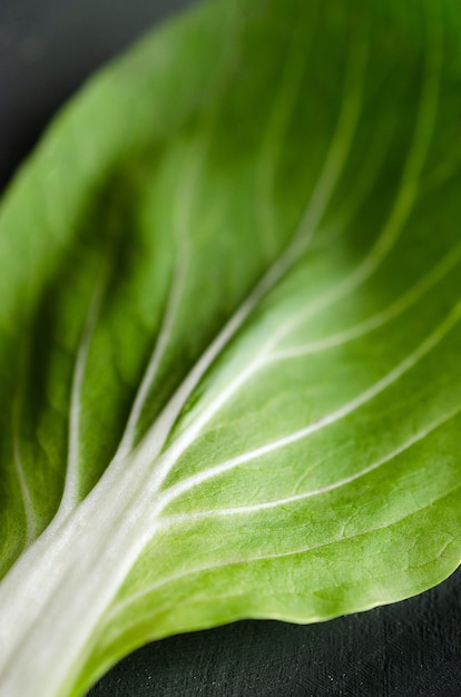 Pak choi plante sur fond vert