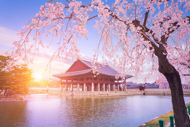 Palais de Gyeongbokgung avec arbre en fleurs de cerisier au printemps à Séoul, ville de Corée