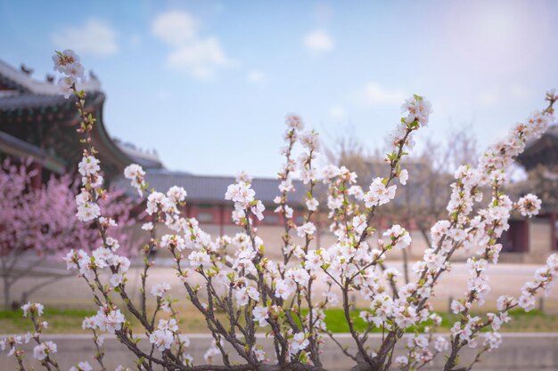 Le palais de Gyeongbokgung avec un cerisier en fleurs au printemps à Séoul, en Corée du Sud