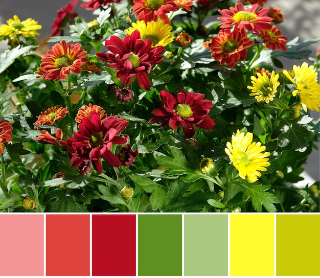 Photo palette de couleurs assorties de fleurs de chrysanthème rouge