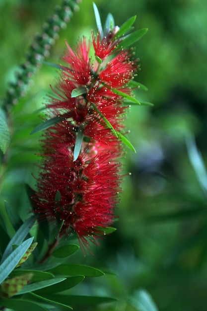 Palette florale automne rouge et vert