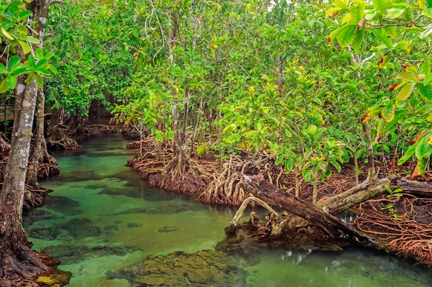 palétuviers dans une forêt marécageuse de tourbière dans la région du canal de Tha pom, province de krabi, Thaïlande. Professeur de couleur sRGB