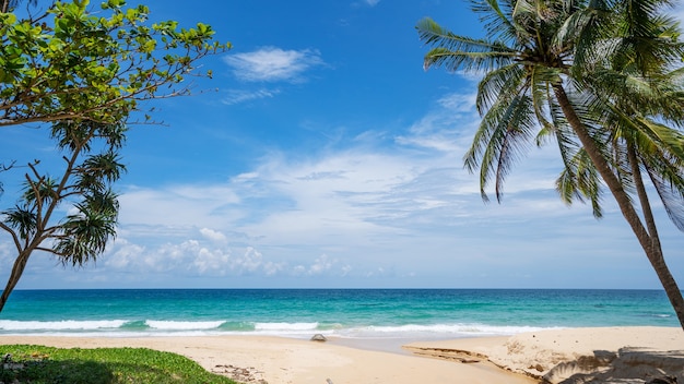 Palm et plage tropicale beau fond d'été.