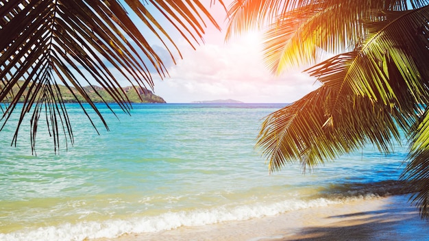 Palm et plage tropicale de l'île de Praslin, Seychelles