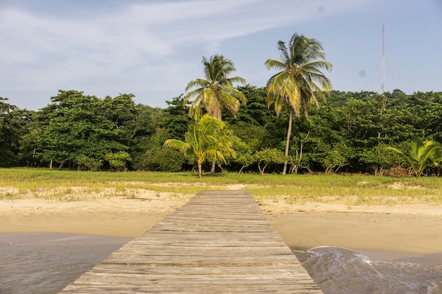 Palm et plage tropicale