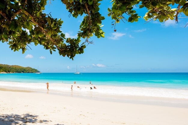 Palm et plage tropicale