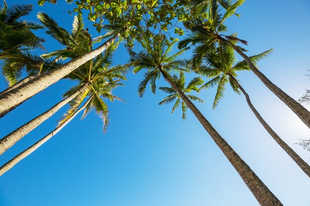 Palm sur la plage tropicale