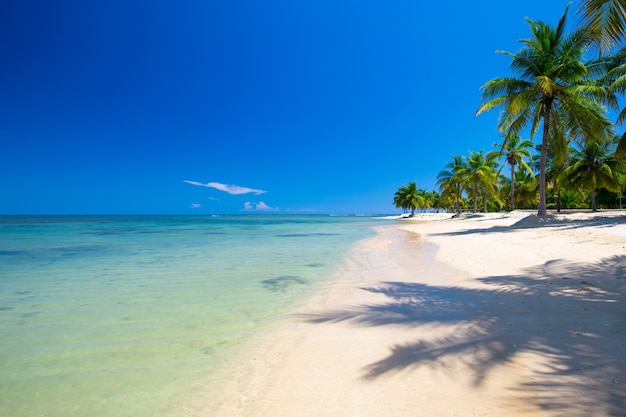 Palm et plage tropicale