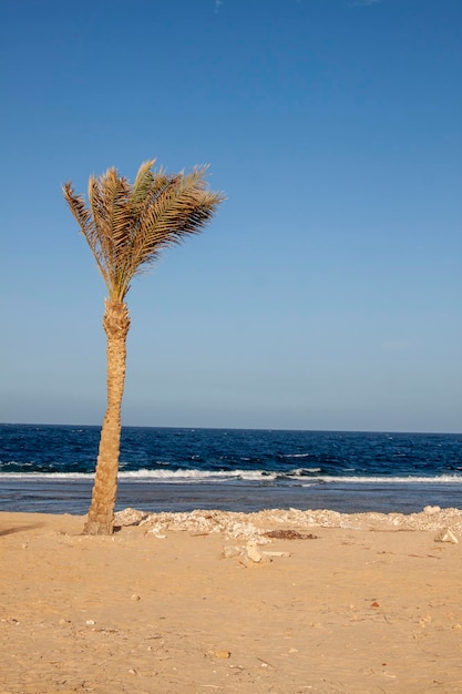 Photo palm se dresse sur la plage de sable près de la mer