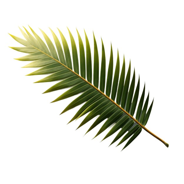 Palm Tree Leaves