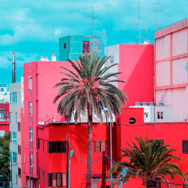 Palm vue tropicale. Îles Canaries. Concept de voyage