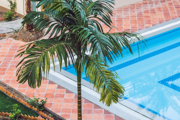 Palma sur le fond de la piscine par une journée ensoleillée