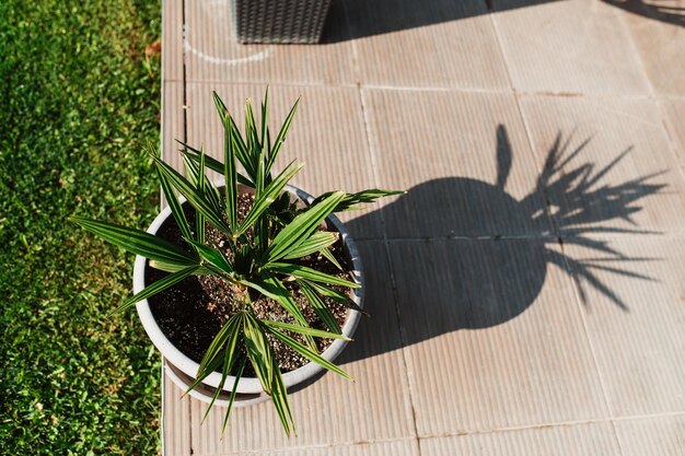 Photo la palme sur le pot