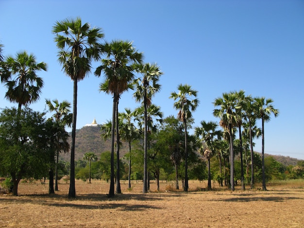 La palmeraie au Myanmar