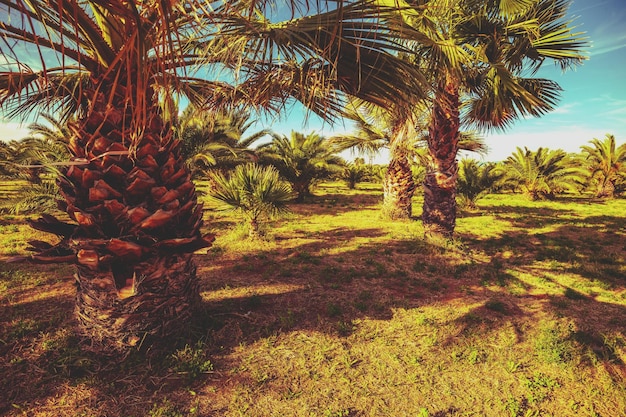 Palmeraie en automne Paysage de nature tropicale