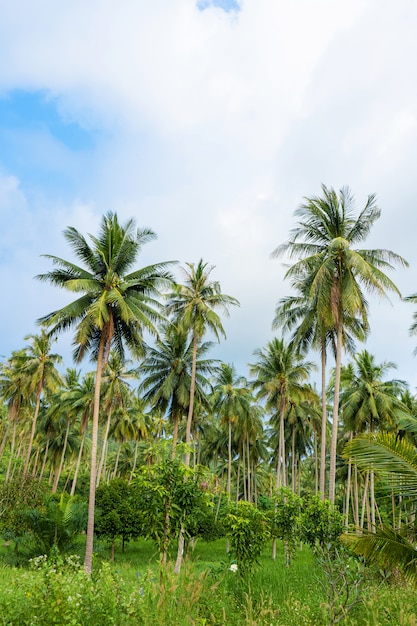 Palmeraie. Palmiers dans la jungle tropicale. Symbole des tropiques et de la chaleur