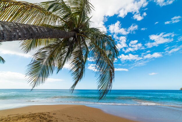 Palmeraie par la mer contre le ciel