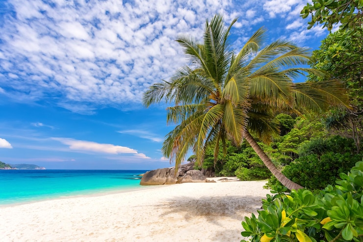 Photo palmeraie par la mer contre le ciel