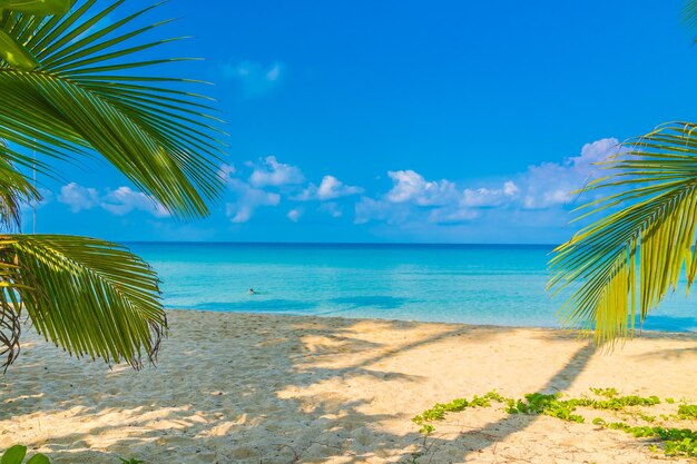 Photo palmeraie sur la plage contre le ciel bleu