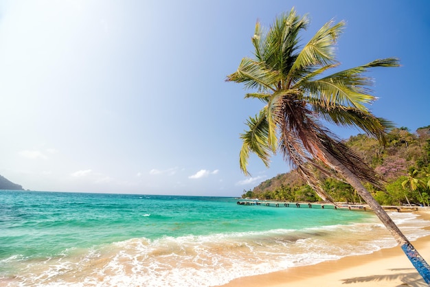 Palmeraie sur la plage contre le ciel