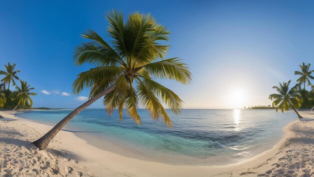 Photo palmeraie sur la plage