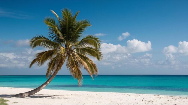 Photo palmeraie sur la plage