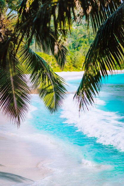 Photo palmeraie près de la piscine contre le ciel