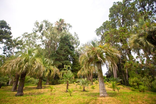 Palmeraie tropicale forêt arrière-plan de plantes exotiques