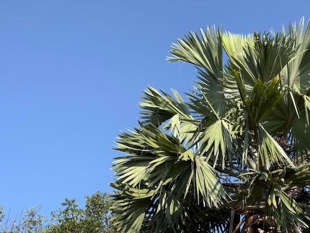 Palmier d'arbre tropical sur fond de temps chaud ensoleillé d'été