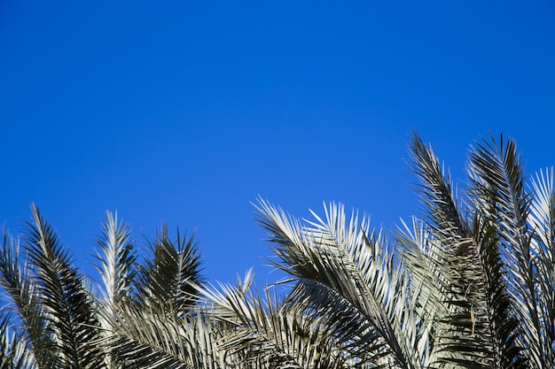 Palmier en arrière-plan d'un ciel bleu clair Fond pour insérer une image ou un texte sur un thème tourisme voyages et loisirs Fond naturel