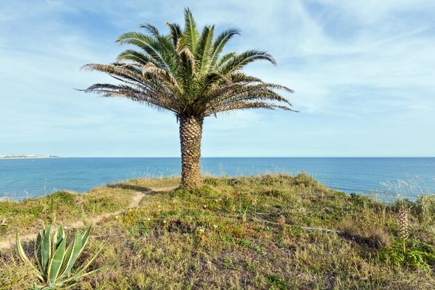 Palmier au bord de l'océan sur fond de ciel et d'eau.