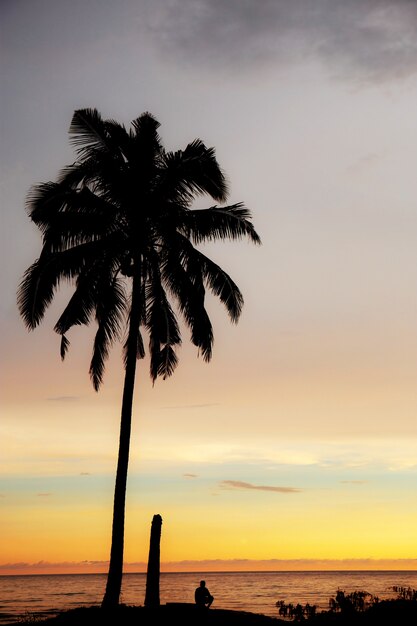 Palmier au coucher du soleil