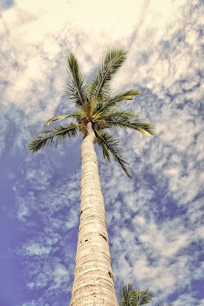 Palmier aux feuilles vertes sur le ciel bleu du long tronc